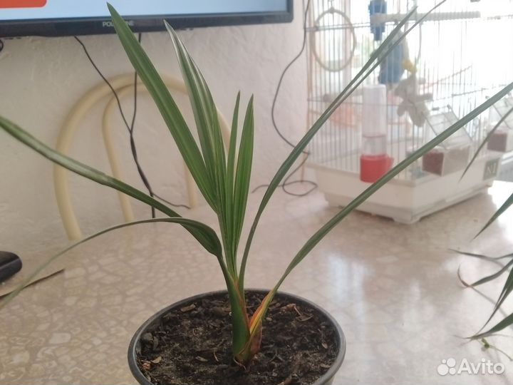 Финиковая пальма