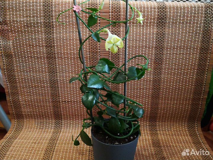 Церопегии разные