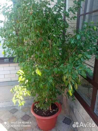 Бенджамина