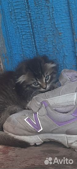 Котята в добрые руки бесплатно