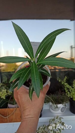 Олеандр белый и розовый,фикус Барок, Сцинд Неон