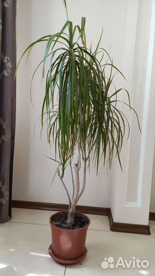 Драцена Маргината Биколор (Окаймлённая)