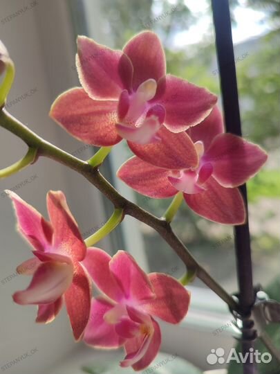 Орхидея Diffusion парфюмерная