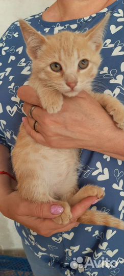 Персиковый котенок в добрые руки