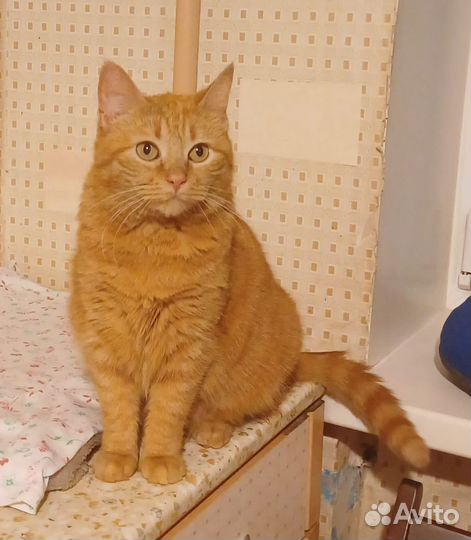 Рыжая кошечка Злата