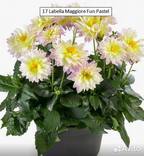 Георгины вегетативные патио