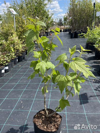 Плодовые деревья