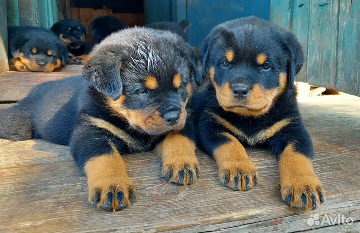 Щенки ротвейлера