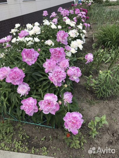 Пионы саженцы