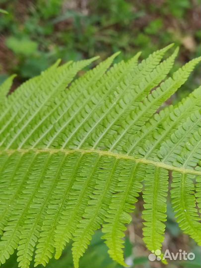 Папоротник ландшафтный дизайн