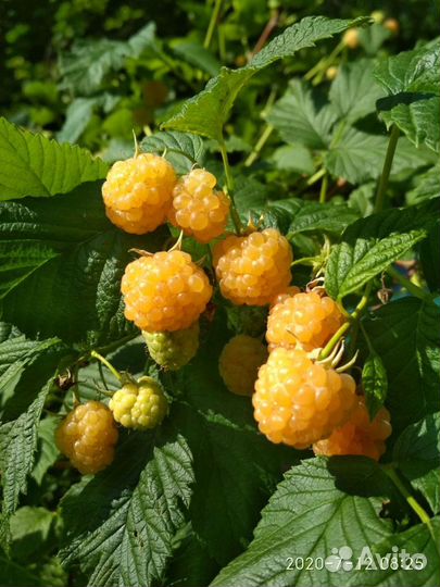 Саженцы малины красной и жёлтой