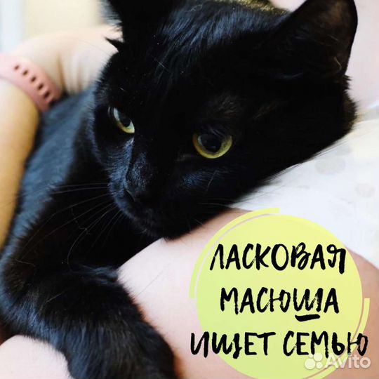 Малышка, ласковая кошечка Масюша ищет семью