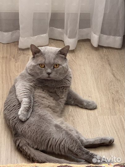 Вязка британского кота