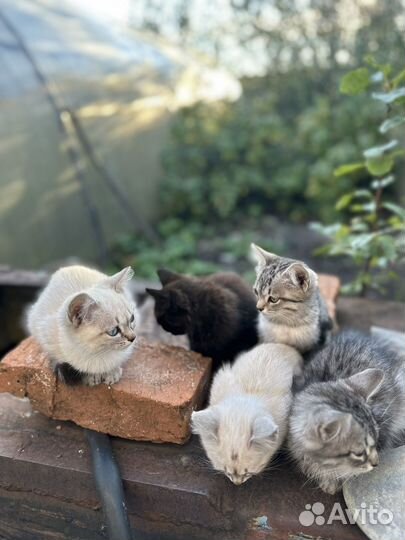 Котята в добрые руки