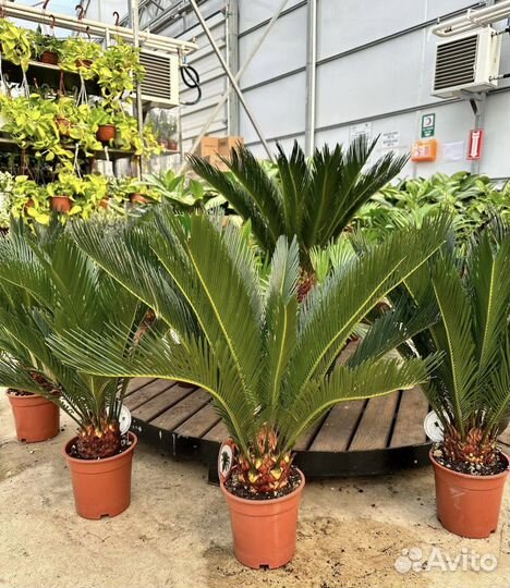 Пальма цикас