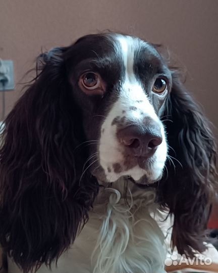 Вязка русский охотничий спаниель