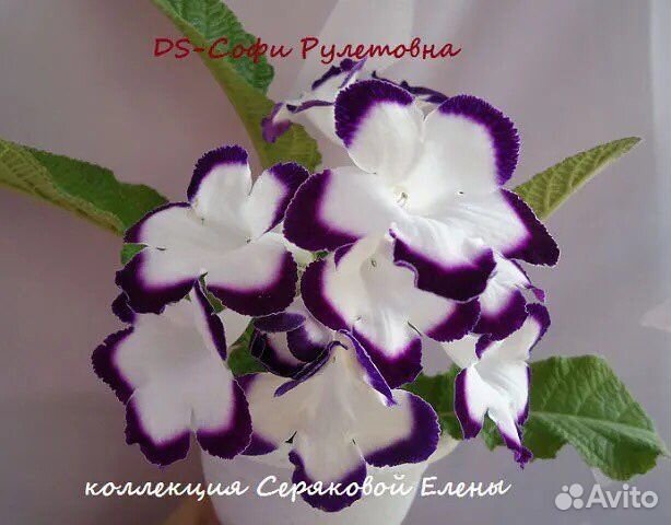 Стрептокарпусы