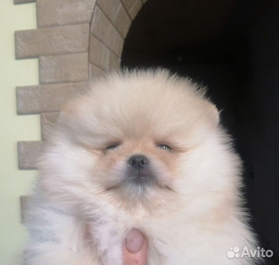 Померанский шпиц