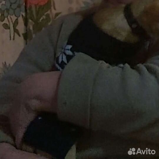 Свитер для собаки или кошки от бренда Lion