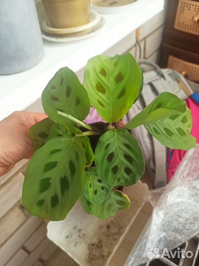 Маранта вариегантная