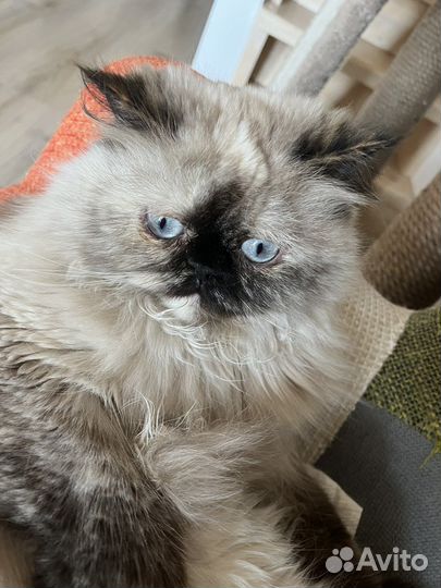 Домик-лежанка для кошки и собаки