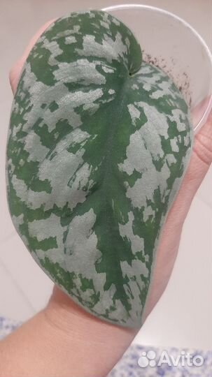 Сциндапсус эпипремнум