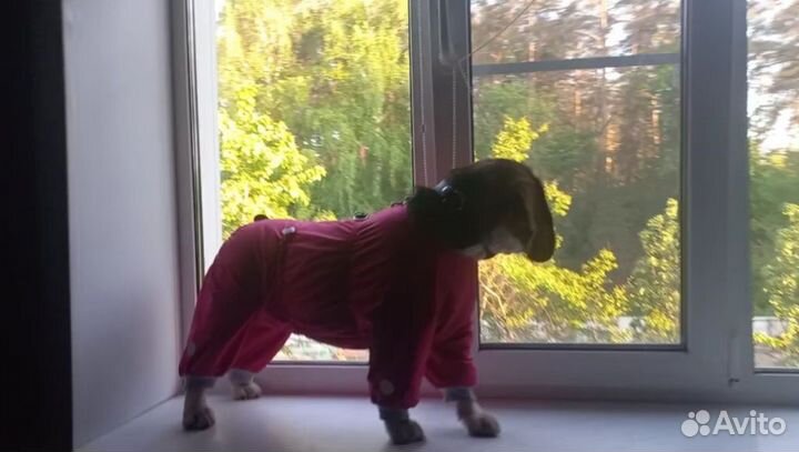 Зимний комбинезон для собаки