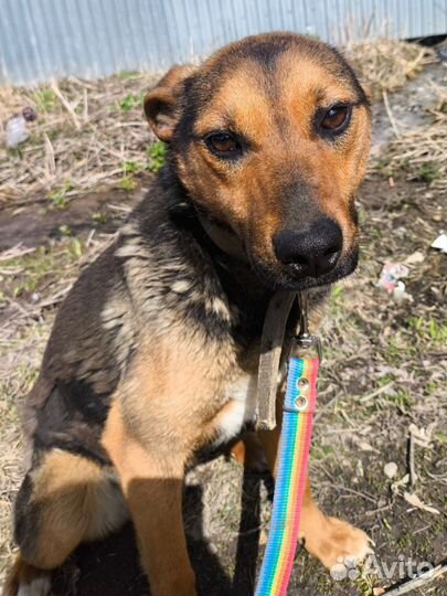 Собака в добрые руки отдам бесплатно