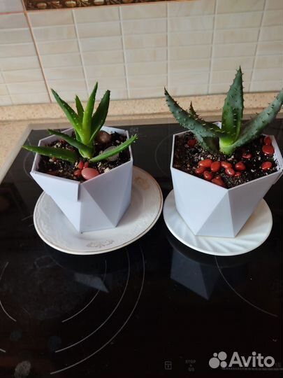 Комнатные цветы алоэ