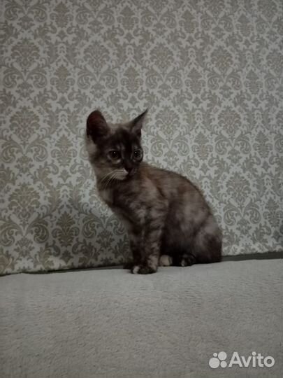 Котенок девочка