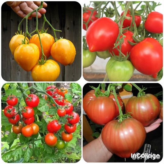 Семена коллекционных томатов и перцев