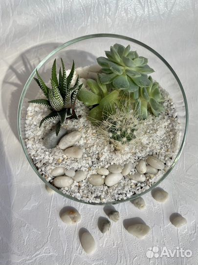 Флорариум, комнатные растения, цветы