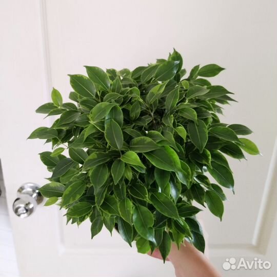 Фикус Лавли