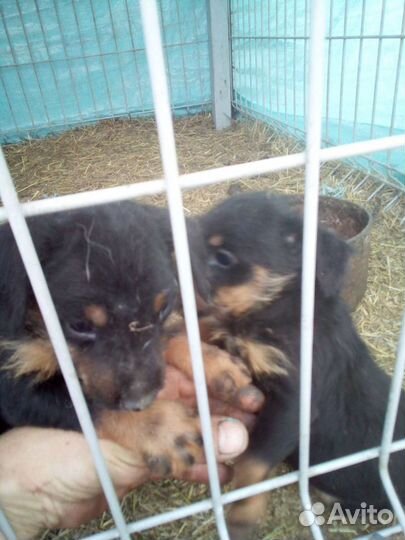 Щенок ягдтерьер