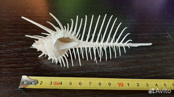 Морская раковина