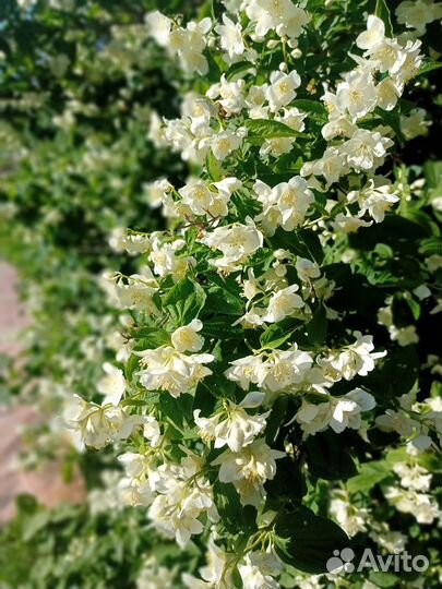 Пионы, астильба, хоста,жасмин