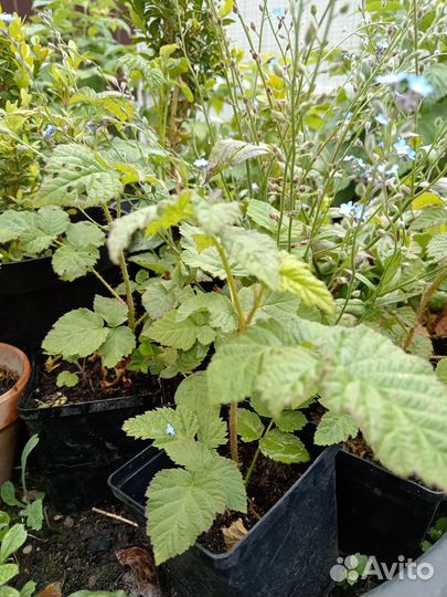 Ежемалина тайберри