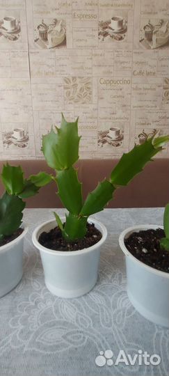 Декабрист шлюмбергера