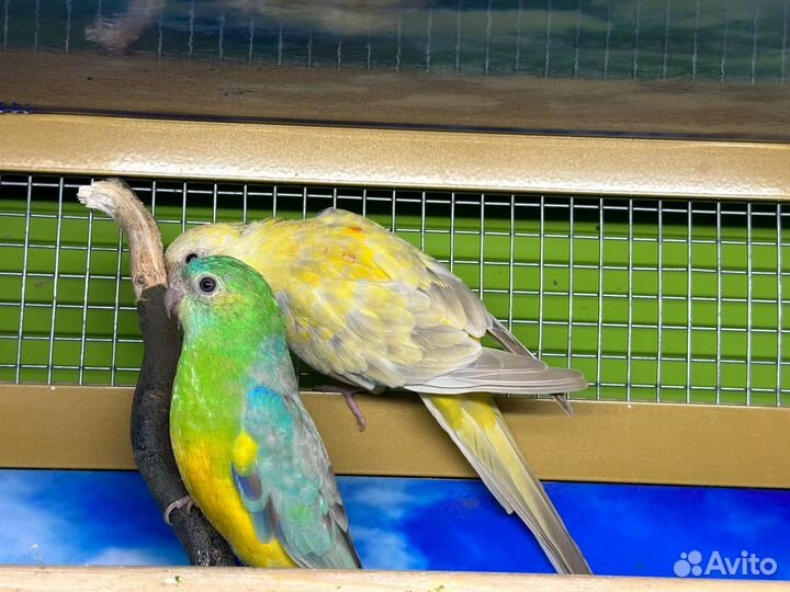 Певчий попугай