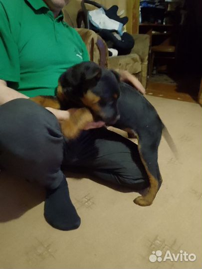 Щенок ротвейлера