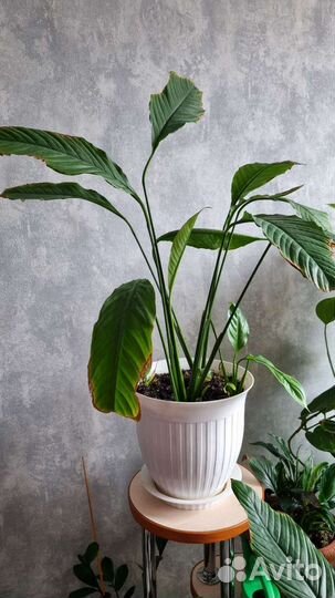 Женское счастье