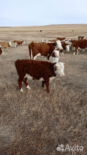 Бычки и телки