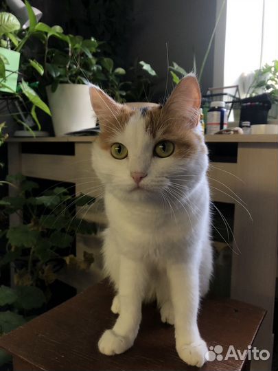 Лапочка девочка