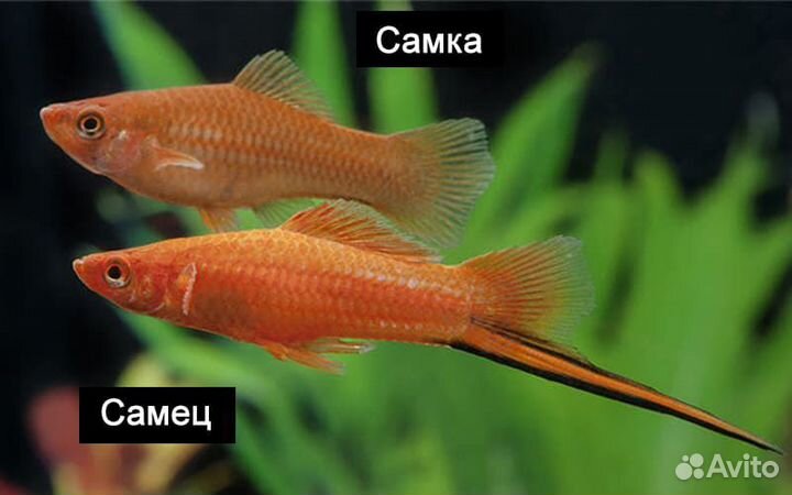 Аквариумные рыбки и растения