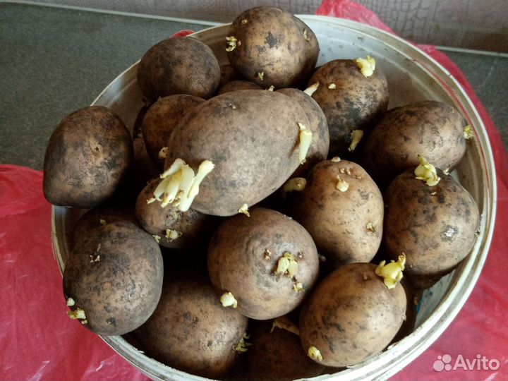 Картофель семенной сорт Гала