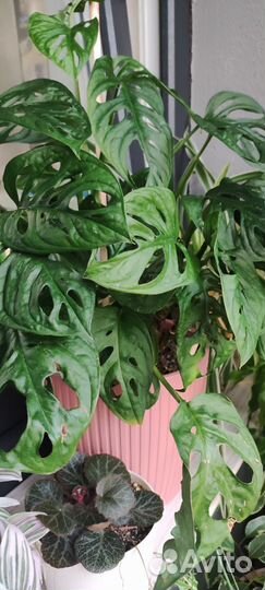 Монстера манки маск