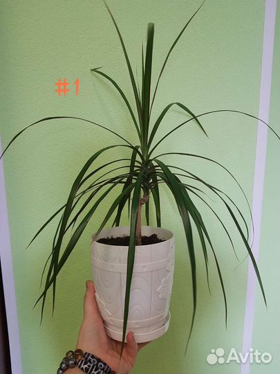 Пальма драцена