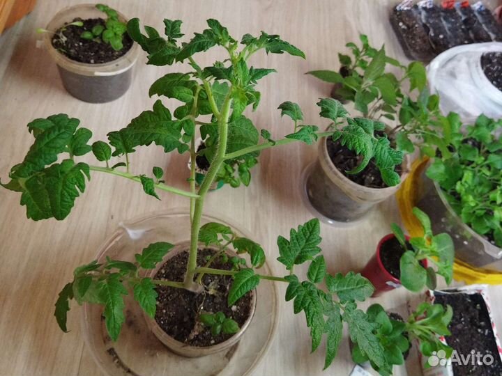 Рассада томатов и перцев, огурцов