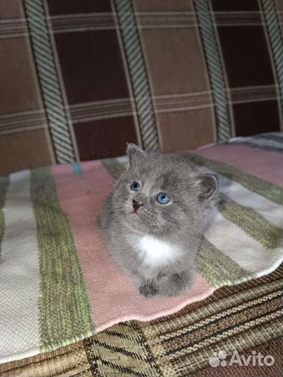 Котёнок