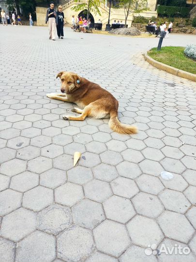 Собака -улыбака